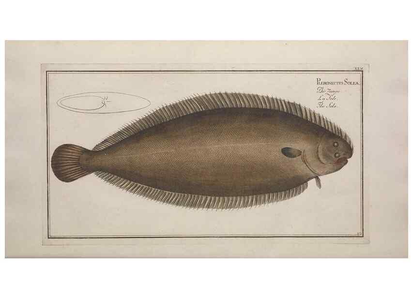 Reproducción/Reproduction 49769153836: Ichtyologie, ou, Histoire naturelle, générale et particulière des poissons :. A Berlin :Chez l'auteur, & chez François de la Garde libraire,1785-1797.. 