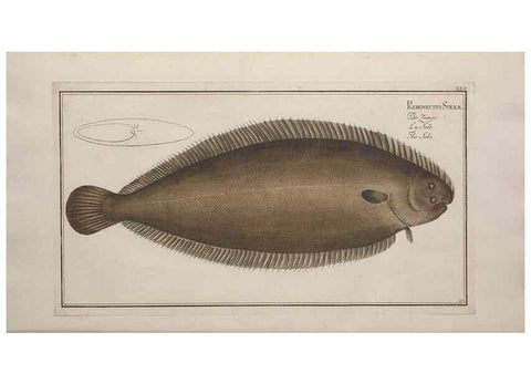 Reproducción/Reproduction 49769153836: Ichtyologie, ou, Histoire naturelle, générale et particulière des poissons :. A Berlin :Chez l'auteur, & chez François de la Garde libraire,1785-1797.. 