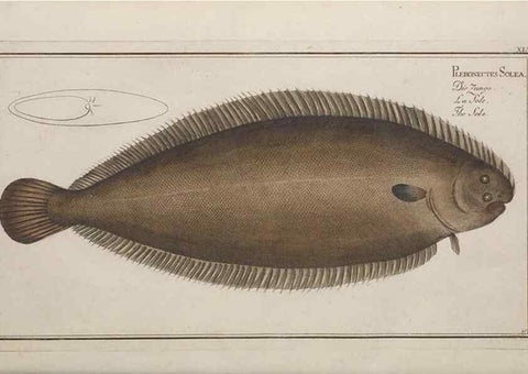 Reproducción/Reproduction 49769153836: Ichtyologie, ou, Histoire naturelle, générale et particulière des poissons :. A Berlin :Chez l'auteur, & chez François de la Garde libraire,1785-1797.. 