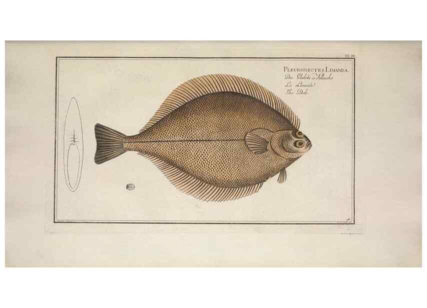 Reproducción/Reproduction 49768619533: Ichtyologie, ou, Histoire naturelle, générale et particulière des poissons :. A Berlin :Chez l'auteur, & chez François de la Garde libraire,1785-1797.. 