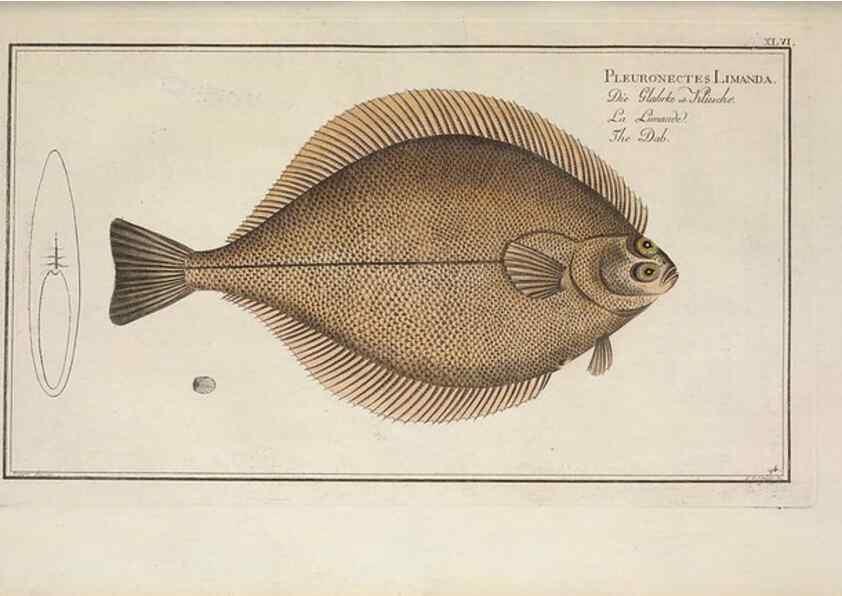 Reproducción/Reproduction 49768619533: Ichtyologie, ou, Histoire naturelle, générale et particulière des poissons :. A Berlin :Chez l'auteur, & chez François de la Garde libraire,1785-1797.. 