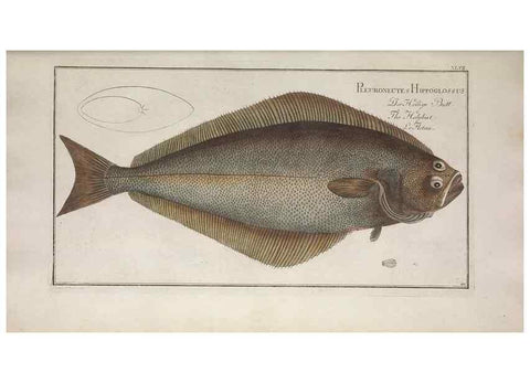 Reproducción/Reproduction 49768619778: Ichtyologie, ou, Histoire naturelle, générale et particulière des poissons :. A Berlin :Chez l'auteur, & chez François de la Garde libraire,1785-1797.. 