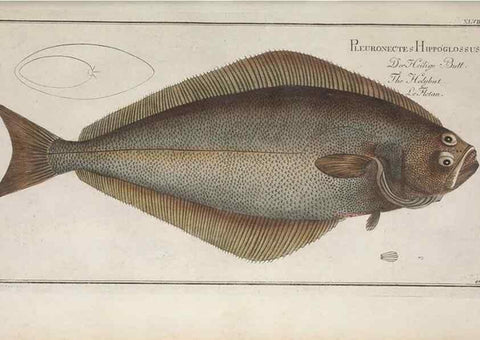 Reproducción/Reproduction 49768619778: Ichtyologie, ou, Histoire naturelle, générale et particulière des poissons :. A Berlin :Chez l'auteur, & chez François de la Garde libraire,1785-1797.. 