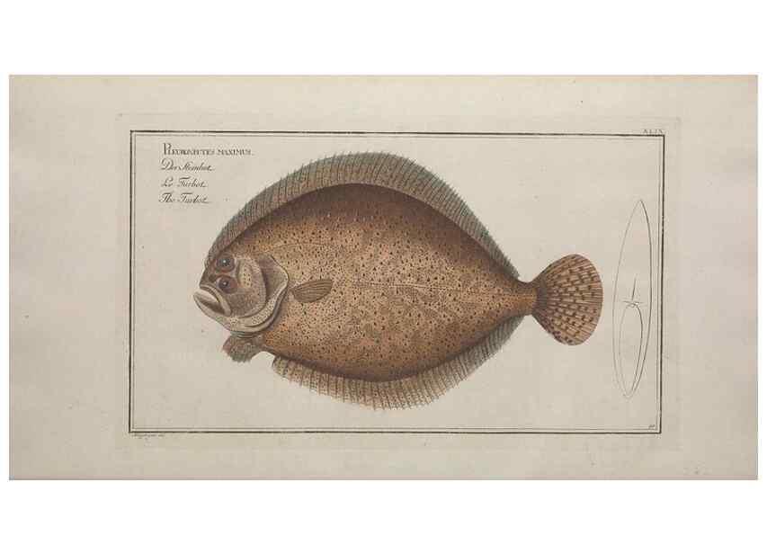 Reproducción/Reproduction 49768620413: Ichtyologie, ou, Histoire naturelle, générale et particulière des poissons :. A Berlin :Chez l'auteur, & chez François de la Garde libraire,1785-1797.. 
