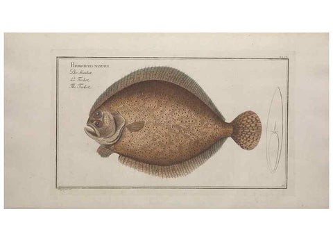 Reproducción/Reproduction 49768620413: Ichtyologie, ou, Histoire naturelle, générale et particulière des poissons :. A Berlin :Chez l'auteur, & chez François de la Garde libraire,1785-1797.. 
