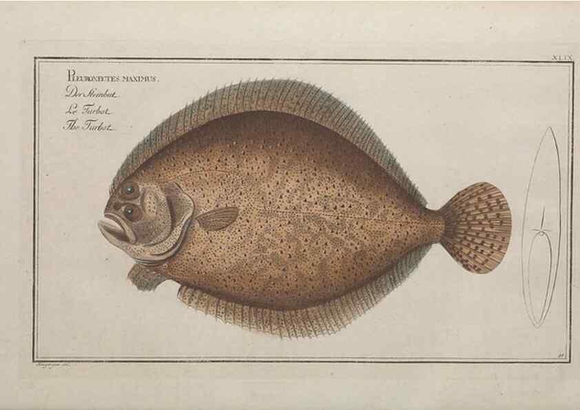 Reproducción/Reproduction 49768620413: Ichtyologie, ou, Histoire naturelle, générale et particulière des poissons :. A Berlin :Chez l'auteur, & chez François de la Garde libraire,1785-1797.. 