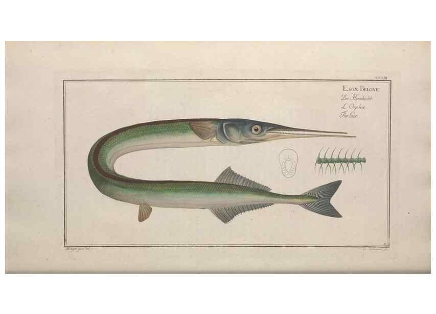 Reproducción/Reproduction 49768615113: Ichtyologie, ou, Histoire naturelle, générale et particulière des poissons :. A Berlin :Chez l'auteur, & chez François de la Garde libraire,1785-1797.. 