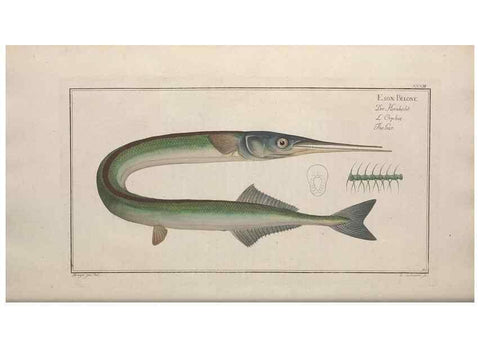 Reproducción/Reproduction 49768615113: Ichtyologie, ou, Histoire naturelle, générale et particulière des poissons :. A Berlin :Chez l'auteur, & chez François de la Garde libraire,1785-1797.. 