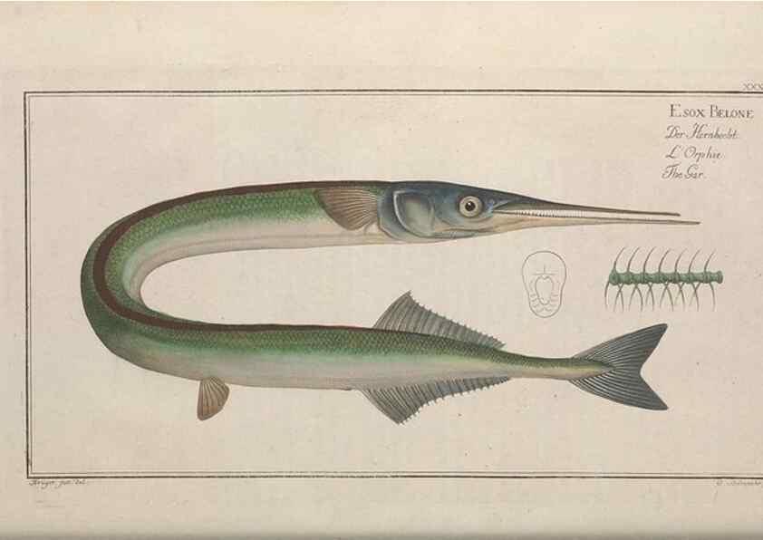 Reproducción/Reproduction 49768615113: Ichtyologie, ou, Histoire naturelle, générale et particulière des poissons :. A Berlin :Chez l'auteur, & chez François de la Garde libraire,1785-1797.. 