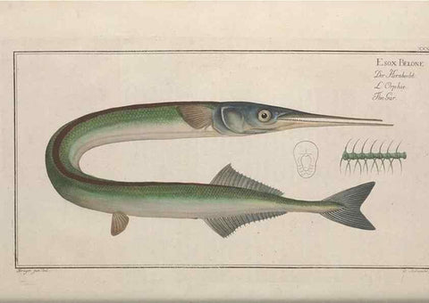 Reproducción/Reproduction 49768615113: Ichtyologie, ou, Histoire naturelle, générale et particulière des poissons :. A Berlin :Chez l'auteur, & chez François de la Garde libraire,1785-1797.. 