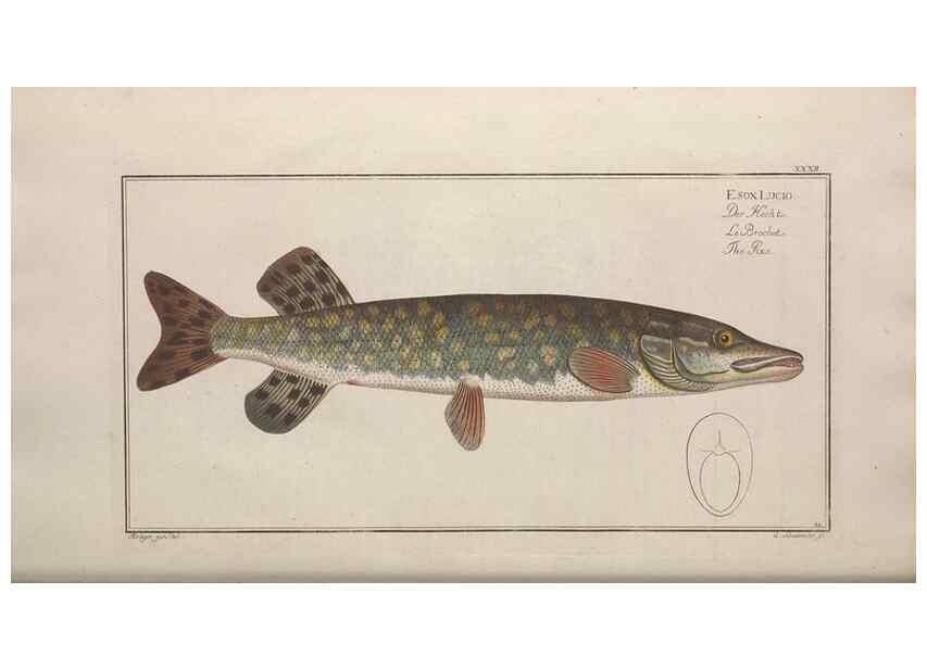 Reproducción/Reproduction 49769149046: Ichtyologie, ou, Histoire naturelle, générale et particulière des poissons :. A Berlin :Chez l'auteur, & chez François de la Garde libraire,1785-1797.. 