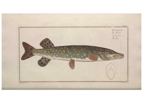 Reproducción/Reproduction 49769149046: Ichtyologie, ou, Histoire naturelle, générale et particulière des poissons :. A Berlin :Chez l'auteur, & chez François de la Garde libraire,1785-1797.. 