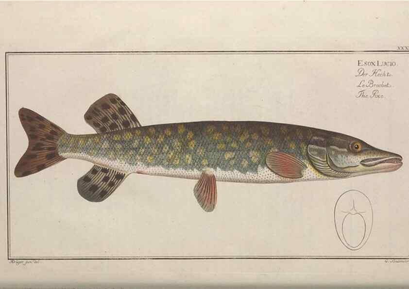 Reproducción/Reproduction 49769149046: Ichtyologie, ou, Histoire naturelle, générale et particulière des poissons :. A Berlin :Chez l'auteur, & chez François de la Garde libraire,1785-1797.. 