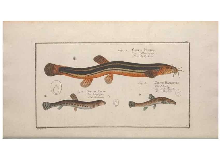 Reproducción/Reproduction 49769148626: Ichtyologie, ou, Histoire naturelle, générale et particulière des poissons :. A Berlin :Chez l'auteur, & chez François de la Garde libraire,1785-1797.. 