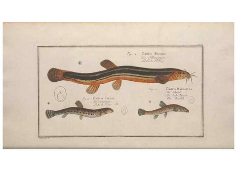 Reproducción/Reproduction 49769148626: Ichtyologie, ou, Histoire naturelle, générale et particulière des poissons :. A Berlin :Chez l'auteur, & chez François de la Garde libraire,1785-1797.. 