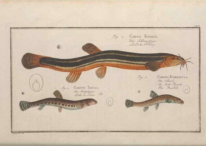Reproducción/Reproduction 49769148626: Ichtyologie, ou, Histoire naturelle, générale et particulière des poissons :. A Berlin :Chez l'auteur, & chez François de la Garde libraire,1785-1797.. 