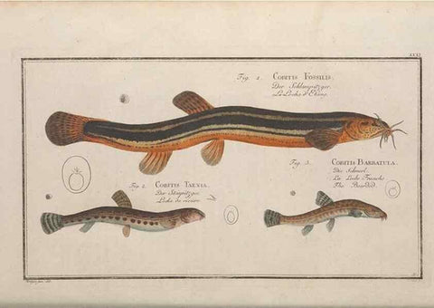 Reproducción/Reproduction 49769148626: Ichtyologie, ou, Histoire naturelle, générale et particulière des poissons :. A Berlin :Chez l'auteur, & chez François de la Garde libraire,1785-1797.. 