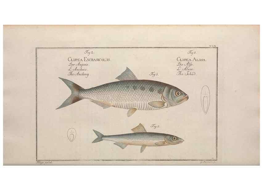 Reproducción/Reproduction 49769473172: Ichtyologie, ou, Histoire naturelle, générale et particulière des poissons :. A Berlin :Chez l'auteur, & chez François de la Garde libraire,1785-1797.. 