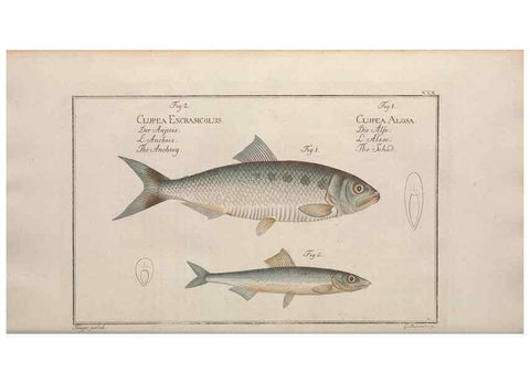 Reproducción/Reproduction 49769473172: Ichtyologie, ou, Histoire naturelle, générale et particulière des poissons :. A Berlin :Chez l'auteur, & chez François de la Garde libraire,1785-1797.. 