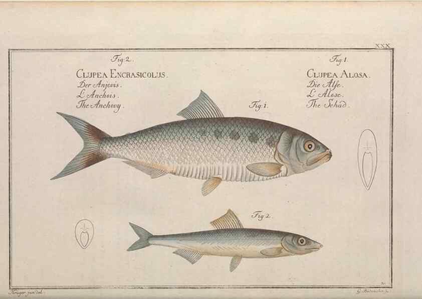Reproducción/Reproduction 49769473172: Ichtyologie, ou, Histoire naturelle, générale et particulière des poissons :. A Berlin :Chez l'auteur, & chez François de la Garde libraire,1785-1797.. 