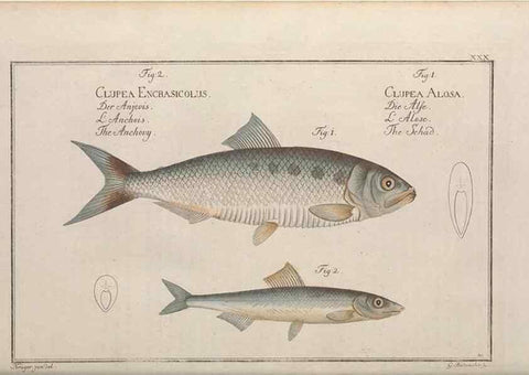 Reproducción/Reproduction 49769473172: Ichtyologie, ou, Histoire naturelle, générale et particulière des poissons :. A Berlin :Chez l'auteur, & chez François de la Garde libraire,1785-1797.. 