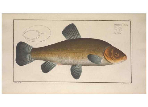 Reproducción/Reproduction 49769142261: Ichtyologie, ou, Histoire naturelle, générale et particulière des poissons :. A Berlin :Chez l'auteur, & chez François de la Garde libraire,1785-1797.. 