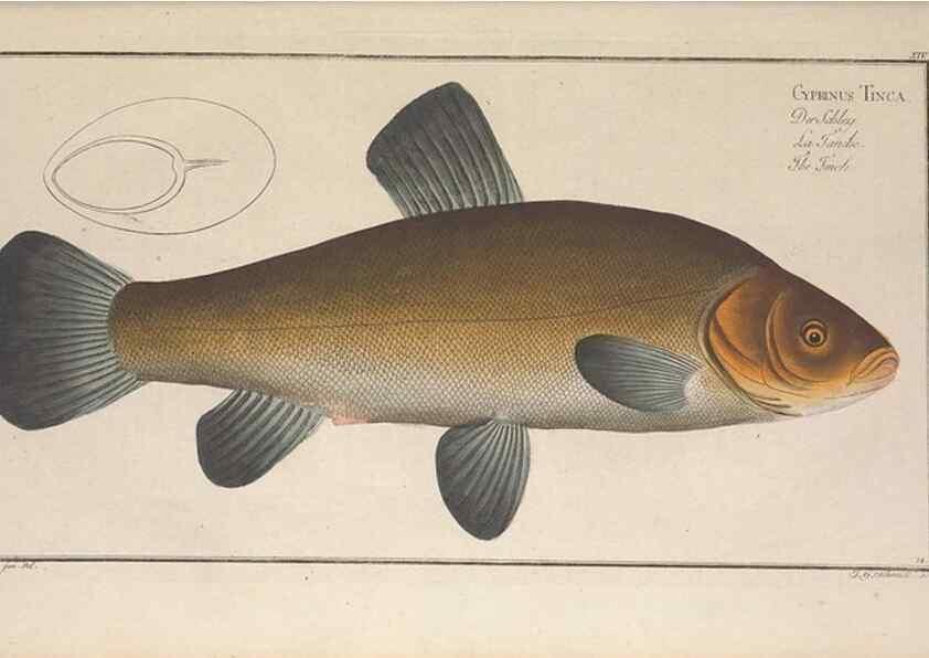 Reproducción/Reproduction 49769142261: Ichtyologie, ou, Histoire naturelle, générale et particulière des poissons :. A Berlin :Chez l'auteur, & chez François de la Garde libraire,1785-1797.. 