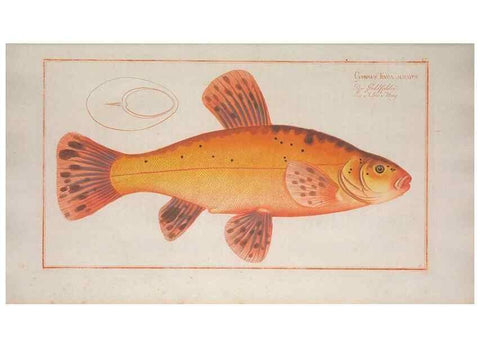 Reproducción/Reproduction 49769142586: Ichtyologie, ou, Histoire naturelle, générale et particulière des poissons :. A Berlin :Chez l'auteur, & chez François de la Garde libraire,1785-1797.. 