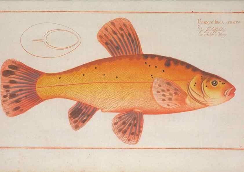 Reproducción/Reproduction 49769142586: Ichtyologie, ou, Histoire naturelle, générale et particulière des poissons :. A Berlin :Chez l'auteur, & chez François de la Garde libraire,1785-1797.. 