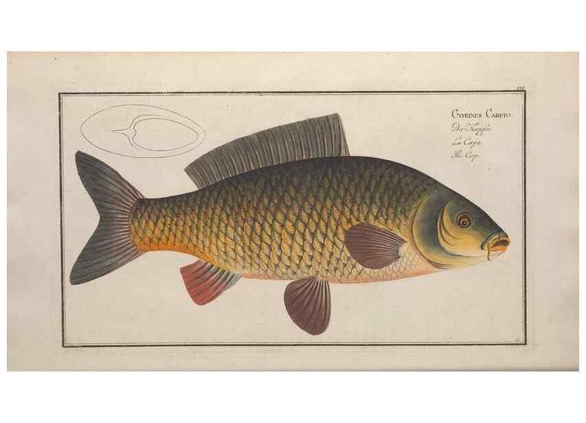 Reproducción/Reproduction 49768608378: Ichtyologie, ou, Histoire naturelle, générale et particulière des poissons :. A Berlin :Chez l'auteur, & chez François de la Garde libraire,1785-1797.. 