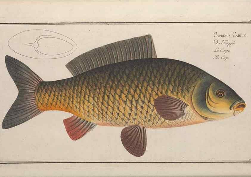 Reproducción/Reproduction 49768608378: Ichtyologie, ou, Histoire naturelle, générale et particulière des poissons :. A Berlin :Chez l'auteur, & chez François de la Garde libraire,1785-1797.. 