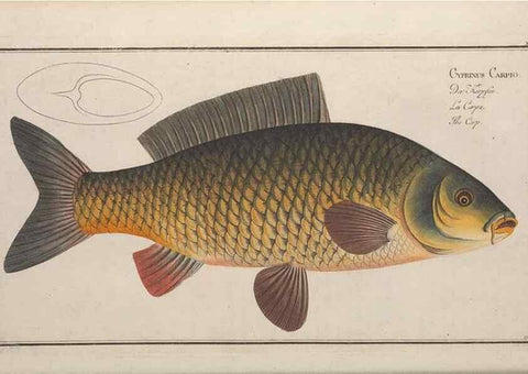Reproducción/Reproduction 49768608378: Ichtyologie, ou, Histoire naturelle, générale et particulière des poissons :. A Berlin :Chez l'auteur, & chez François de la Garde libraire,1785-1797.. 