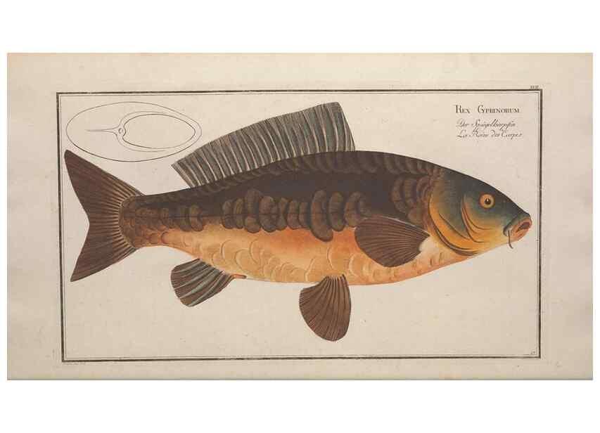 Reproducción/Reproduction 49769468267: Ichtyologie, ou, Histoire naturelle, générale et particulière des poissons :. A Berlin :Chez l'auteur, & chez François de la Garde libraire,1785-1797.. 