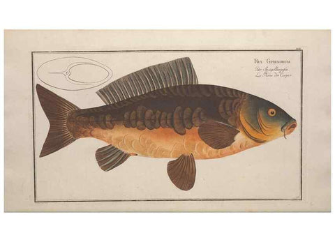 Reproducción/Reproduction 49769468267: Ichtyologie, ou, Histoire naturelle, générale et particulière des poissons :. A Berlin :Chez l'auteur, & chez François de la Garde libraire,1785-1797.. 