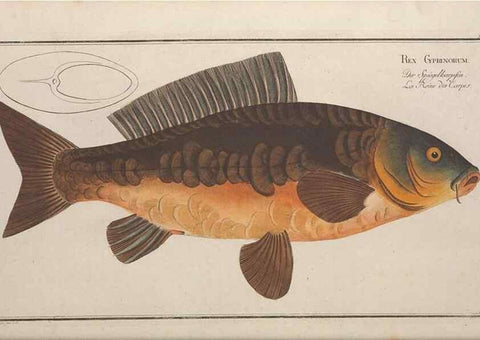 Reproducción/Reproduction 49769468267: Ichtyologie, ou, Histoire naturelle, générale et particulière des poissons :. A Berlin :Chez l'auteur, & chez François de la Garde libraire,1785-1797.. 