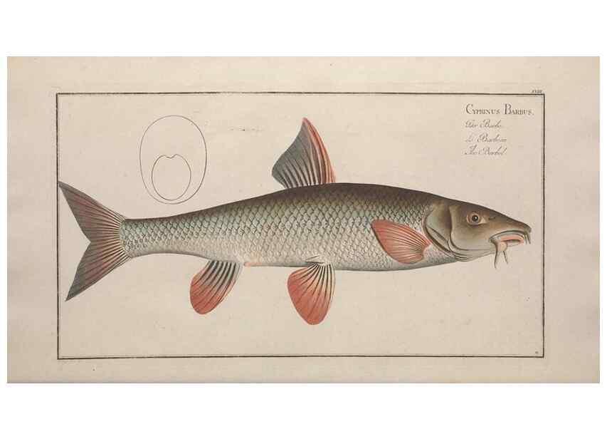 Reproducción/Reproduction 49768609248: Ichtyologie, ou, Histoire naturelle, générale et particulière des poissons :. A Berlin :Chez l'auteur, & chez François de la Garde libraire,1785-1797.. 