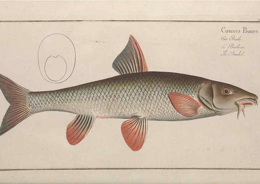 Reproducción/Reproduction 49768609248: Ichtyologie, ou, Histoire naturelle, générale et particulière des poissons :. A Berlin :Chez l'auteur, & chez François de la Garde libraire,1785-1797.. 