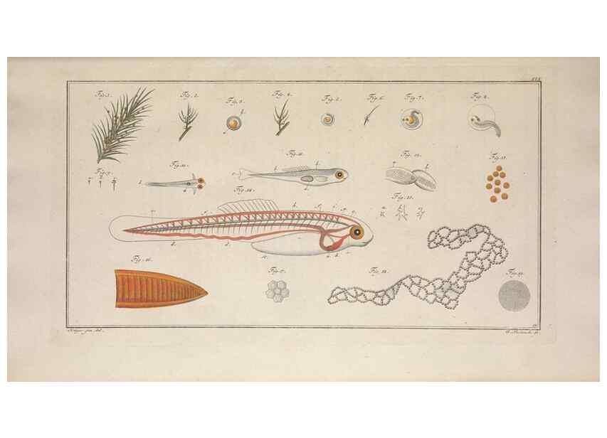 Reproducción/Reproduction 49768609718: Ichtyologie, ou, Histoire naturelle, générale et particulière des poissons :. A Berlin :Chez l'auteur, & chez François de la Garde libraire,1785-1797.. 
