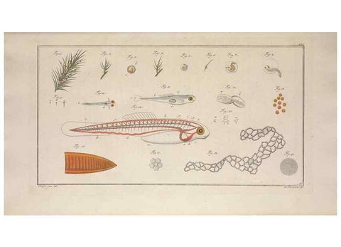 Reproducción/Reproduction 49768609718: Ichtyologie, ou, Histoire naturelle, générale et particulière des poissons :. A Berlin :Chez l'auteur, & chez François de la Garde libraire,1785-1797.. 