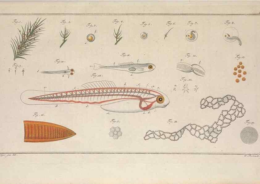 Reproducción/Reproduction 49768609718: Ichtyologie, ou, Histoire naturelle, générale et particulière des poissons :. A Berlin :Chez l'auteur, & chez François de la Garde libraire,1785-1797.. 