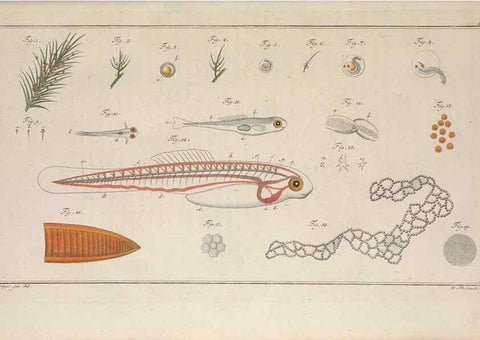 Reproducción/Reproduction 49768609718: Ichtyologie, ou, Histoire naturelle, générale et particulière des poissons :. A Berlin :Chez l'auteur, & chez François de la Garde libraire,1785-1797.. 