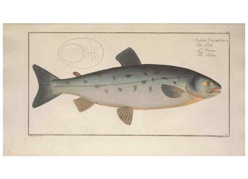 Reproducción/Reproduction 49769469572: Ichtyologie, ou, Histoire naturelle, générale et particulière des poissons :. A Berlin :Chez l'auteur, & chez François de la Garde libraire,1785-1797.. 