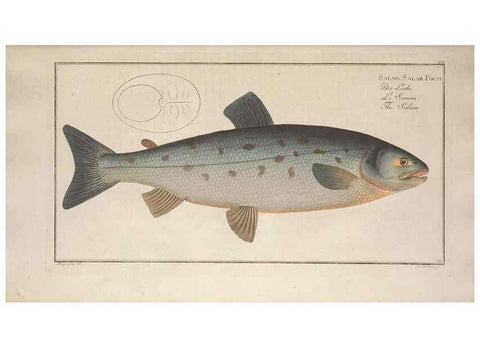 Reproducción/Reproduction 49769469572: Ichtyologie, ou, Histoire naturelle, générale et particulière des poissons :. A Berlin :Chez l'auteur, & chez François de la Garde libraire,1785-1797.. 