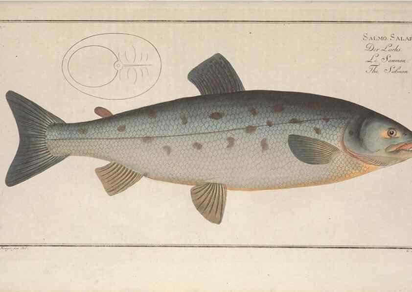Reproducción/Reproduction 49769469572: Ichtyologie, ou, Histoire naturelle, générale et particulière des poissons :. A Berlin :Chez l'auteur, & chez François de la Garde libraire,1785-1797.. 