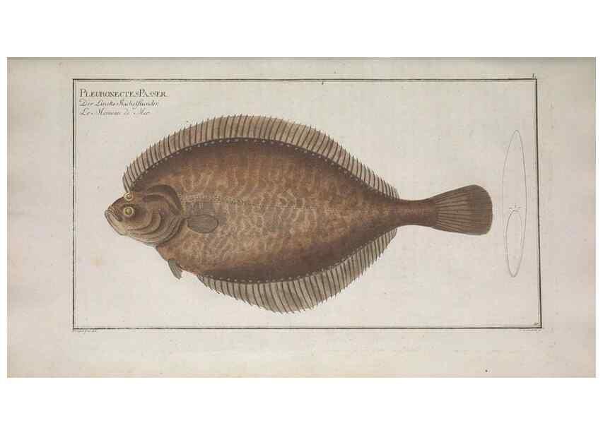 Reproducción/Reproduction 49768620808: Ichtyologie, ou, Histoire naturelle, générale et particulière des poissons :. A Berlin :Chez l'auteur, & chez François de la Garde libraire,1785-1797.. 
