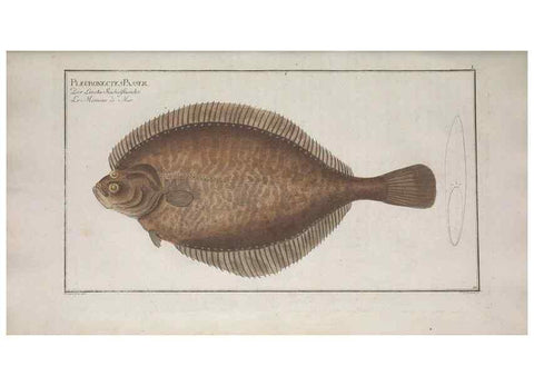Reproducción/Reproduction 49768620808: Ichtyologie, ou, Histoire naturelle, générale et particulière des poissons :. A Berlin :Chez l'auteur, & chez François de la Garde libraire,1785-1797.. 