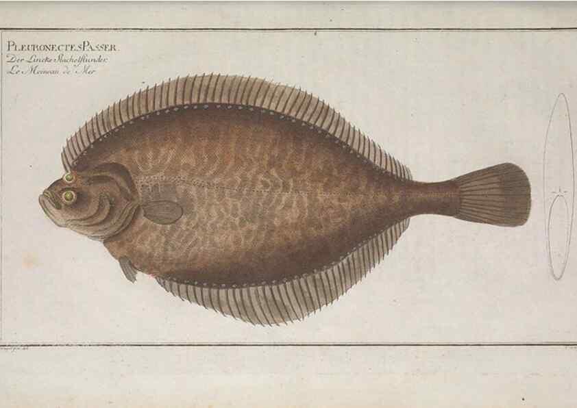 Reproducción/Reproduction 49768620808: Ichtyologie, ou, Histoire naturelle, générale et particulière des poissons :. A Berlin :Chez l'auteur, & chez François de la Garde libraire,1785-1797.. 