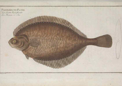 Reproducción/Reproduction 49768620808: Ichtyologie, ou, Histoire naturelle, générale et particulière des poissons :. A Berlin :Chez l'auteur, & chez François de la Garde libraire,1785-1797.. 