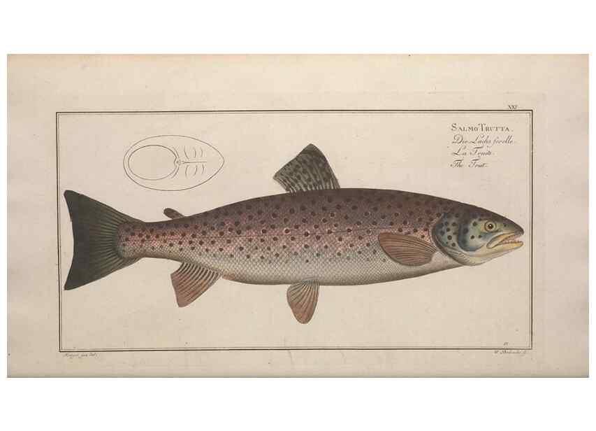 Reproducción/Reproduction 49768610503: Ichtyologie, ou, Histoire naturelle, générale et particulière des poissons :. A Berlin :Chez l'auteur, & chez François de la Garde libraire,1785-1797.. 