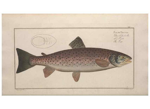 Reproducción/Reproduction 49768610503: Ichtyologie, ou, Histoire naturelle, générale et particulière des poissons :. A Berlin :Chez l'auteur, & chez François de la Garde libraire,1785-1797.. 